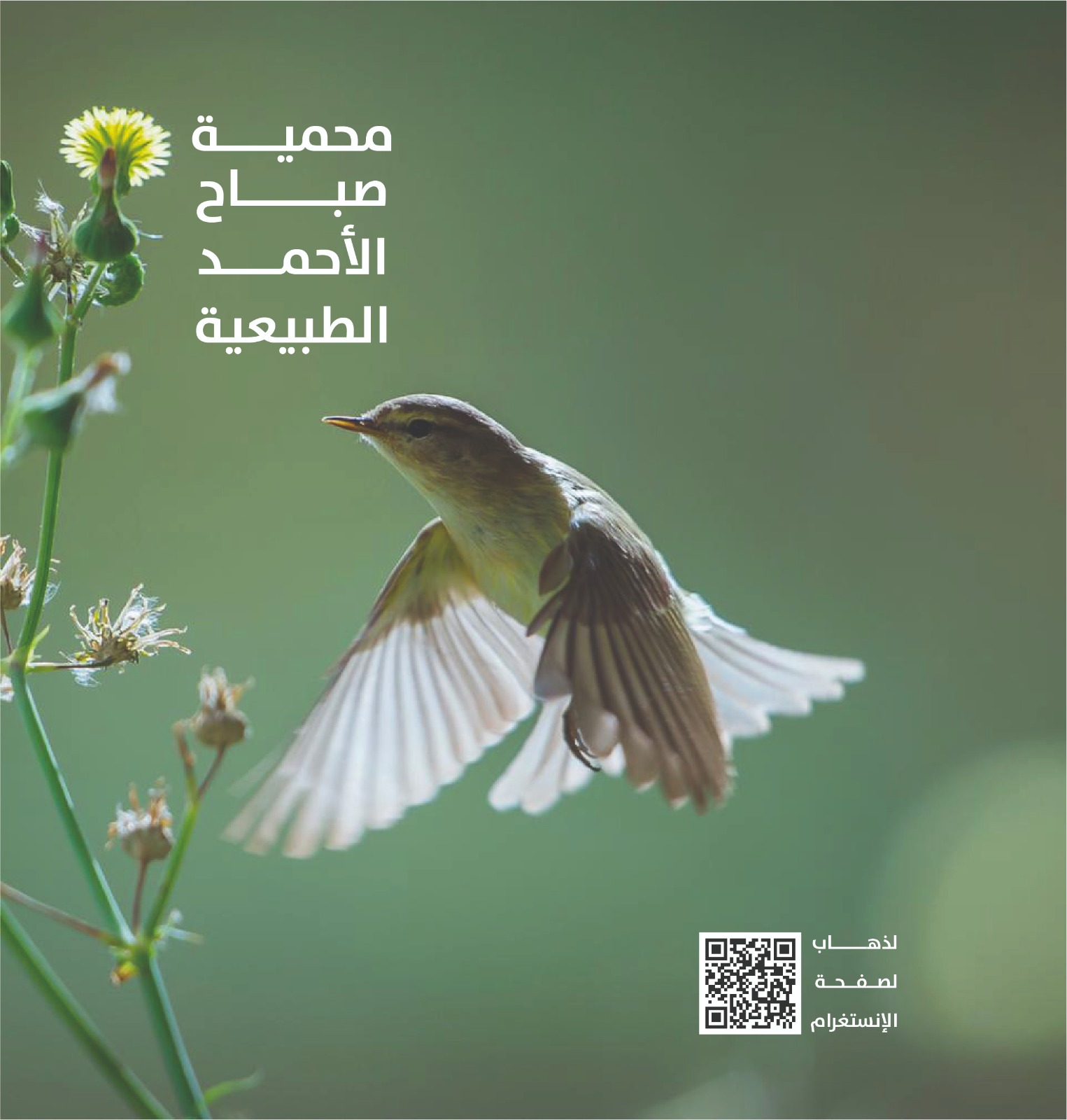 محمية صباح الأحمد الطبيعية